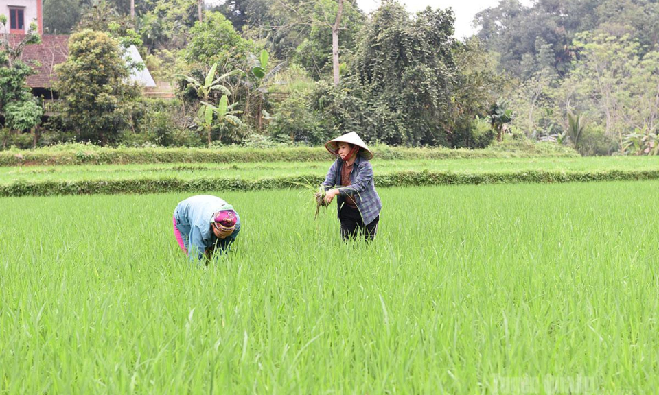 B&aacute;m đồng chăm l&uacute;a, hướng tới vụ m&ugrave;a bội thu