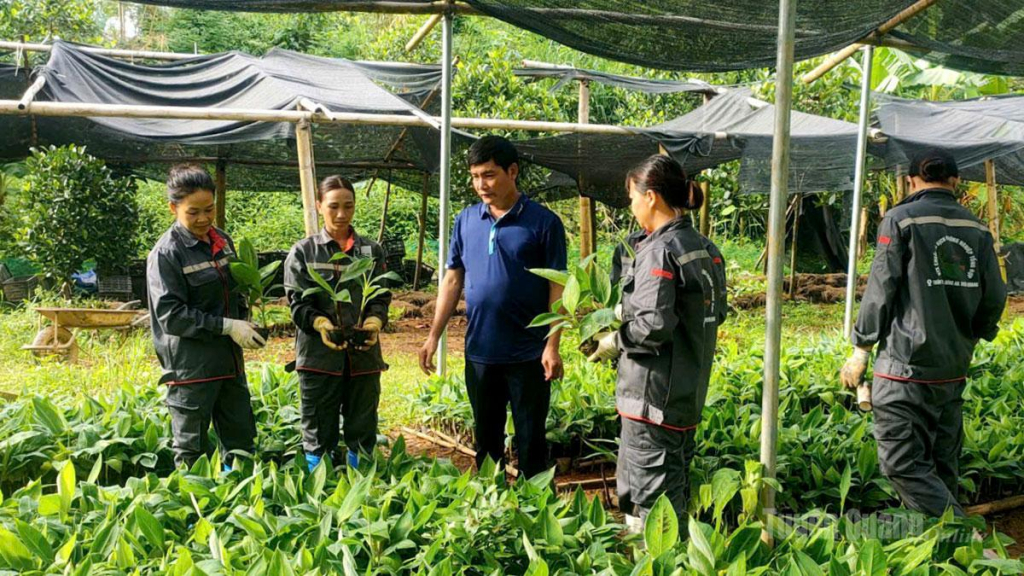 Chuối giống được chăm sóc theo quy trình chuẩn ngay từ vườn ươm, sẵn sàng cho  vùng nguyên liệu VietGAP.