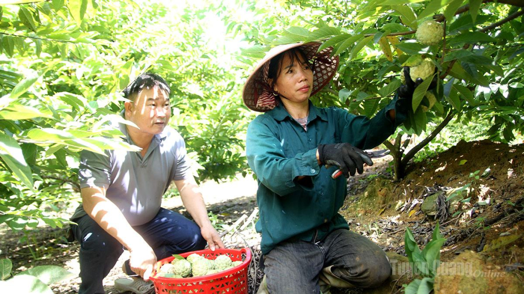 Người dân Khâu Lấu  thu hoạch na.