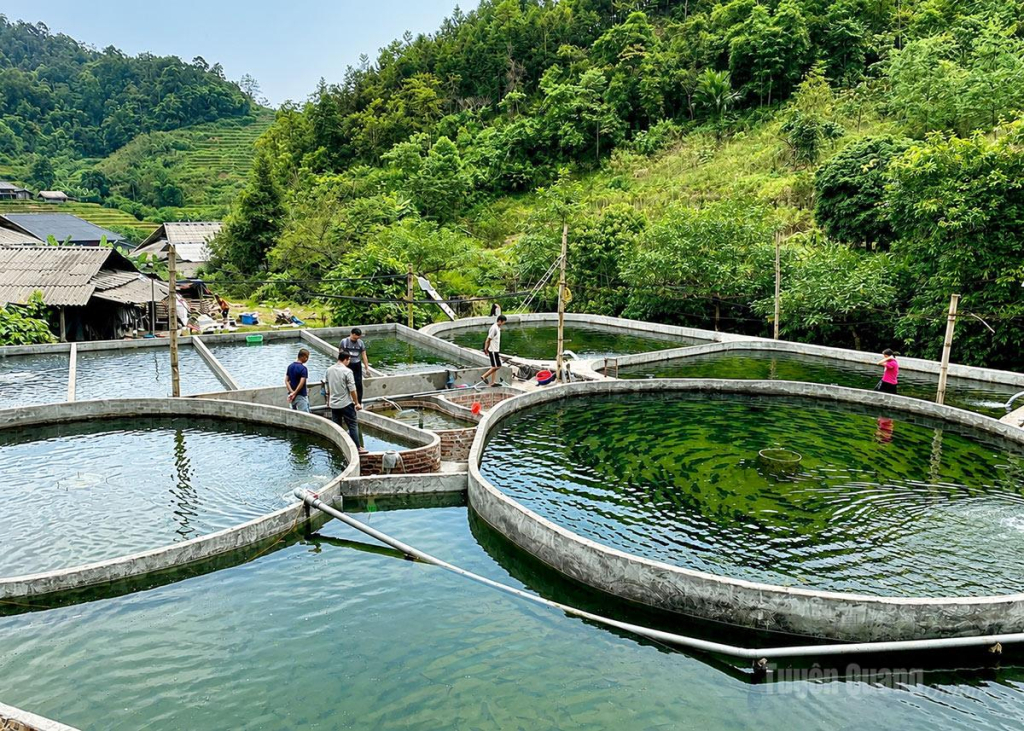 Trang trại nuôi cá tầm của anh Đặng Văn Thắng,  thôn Tham Vè. 