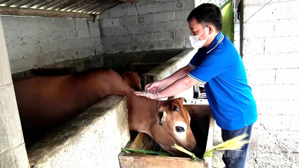 Tiêm phòng vắc xin viêm da nổi cục cho đàn gia súc tại xã Thắng Mố.