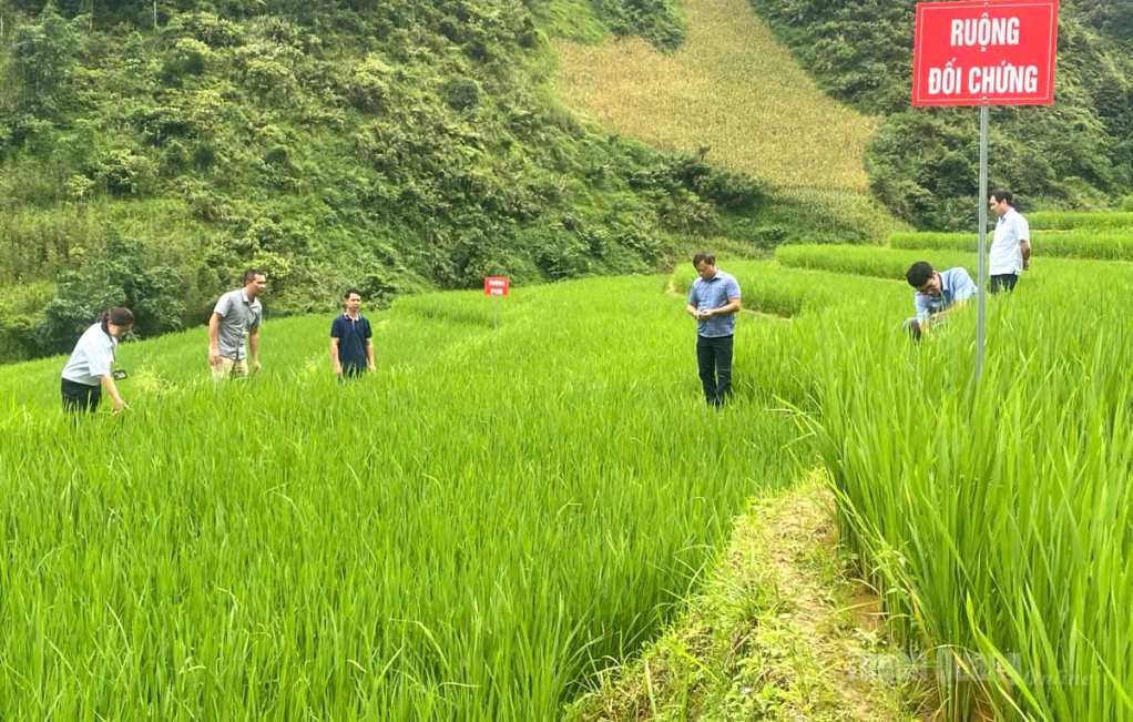 Cán bộ Chi cục  Trồng trọt và Bảo vệ thực vật kiểm tra các  thửa ruộng theo  mô hình IPHM  tại xã Tát Ngà.