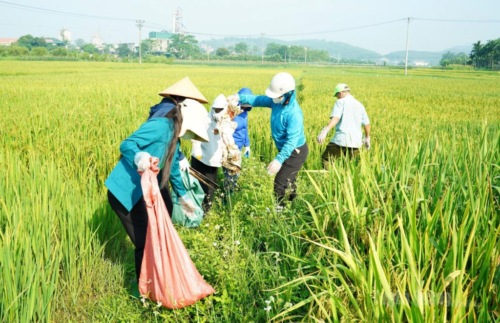 Nông dân phường Nông Tiến thu gom vỏ thuốc bảo vệ thực vật trên đồng ruộng.