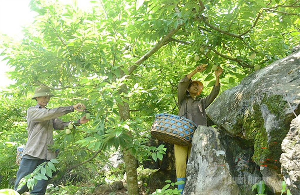 Nông dân xã Lực Hành thu hoạch na.