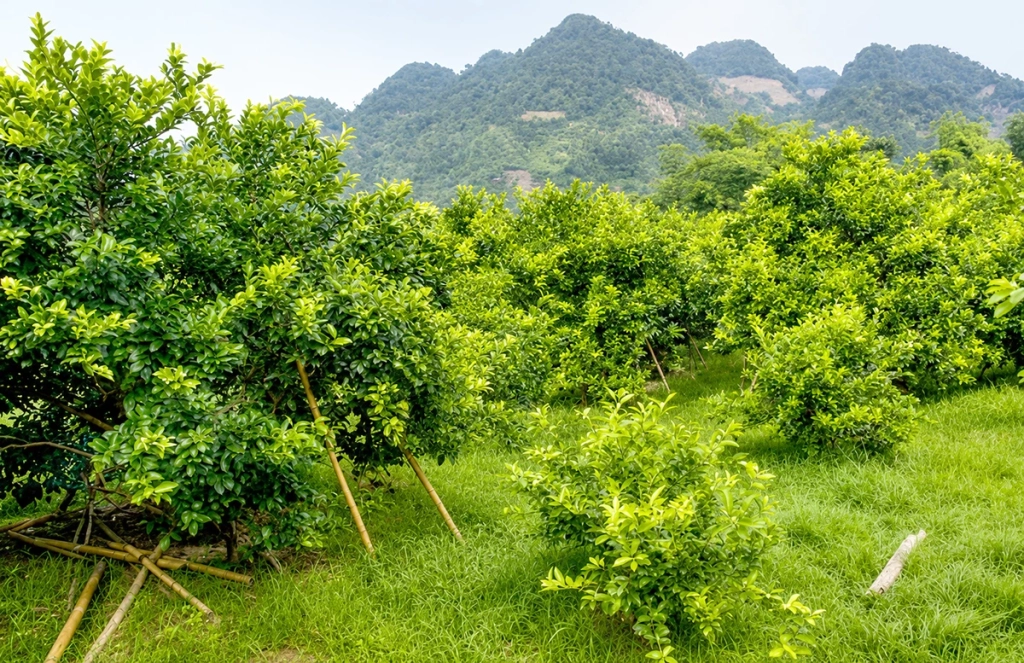 Những vườn chanh xanh tốt đang mang lại nguồn thu nhập ổn định cho người dân.