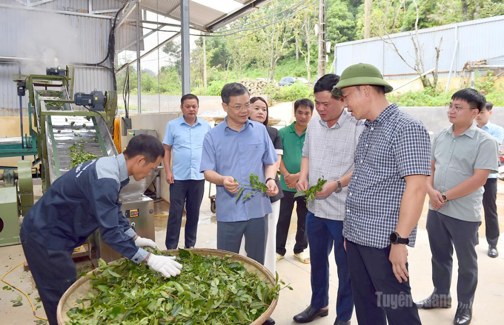 Đồng chí Chủ tịch HĐND tỉnh Nguyễn Văn Sơn kiểm tra dây chuyền sản xuất chè Shan tuyết Công ty cổ phần Chè núi Kia Tăng.