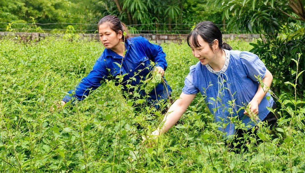 Chị Phùng Thị Linh (bên trái) thôn Đội Bình chăm sóc vườn cà gai leo của gia đình.