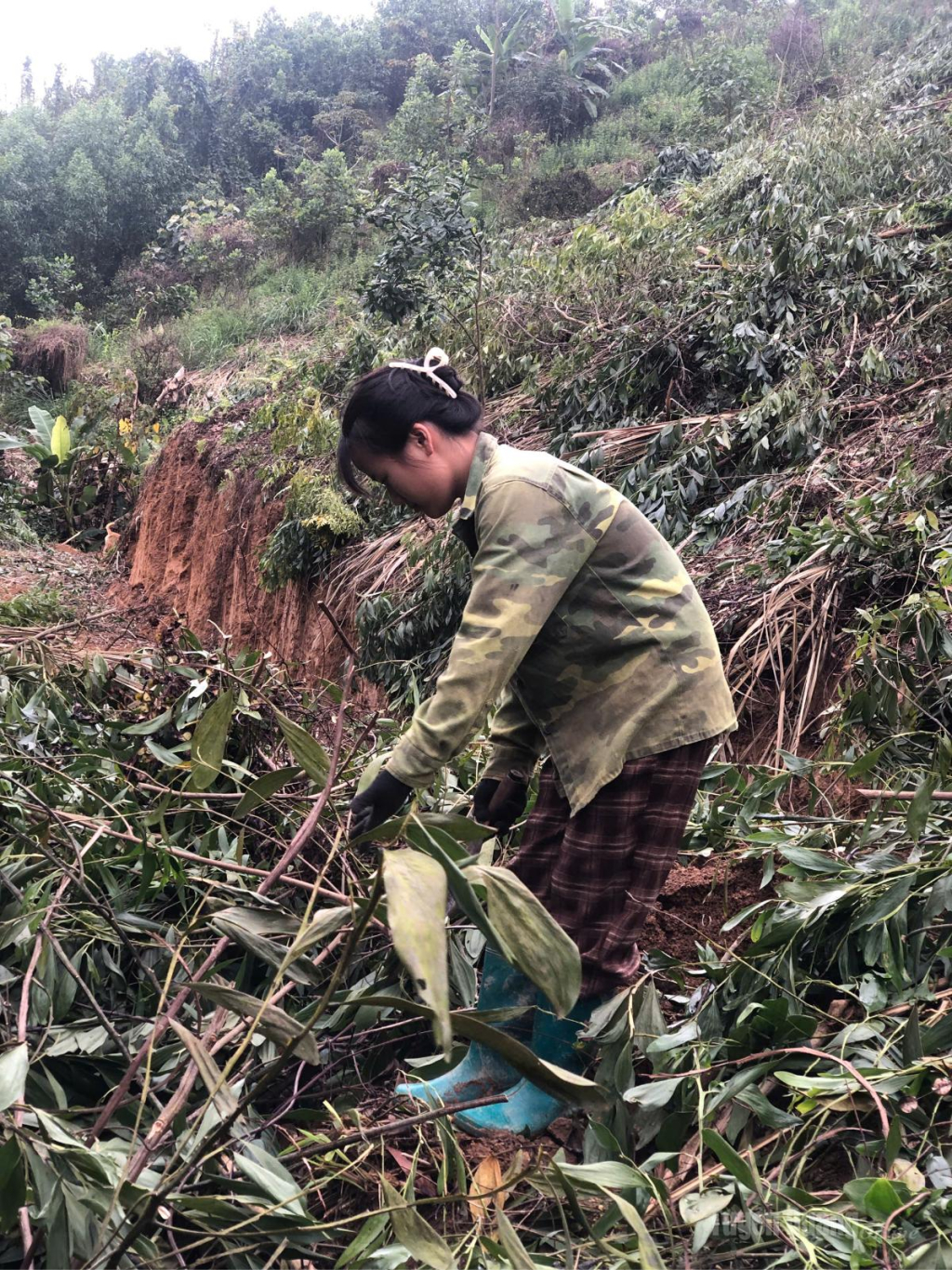 Em Hoàng Thị Hải Yến, thôn 7 Minh Tiến, xã Bình Xa, tỉnh Tuyên Quang phụ giúp anh chị làm nương.