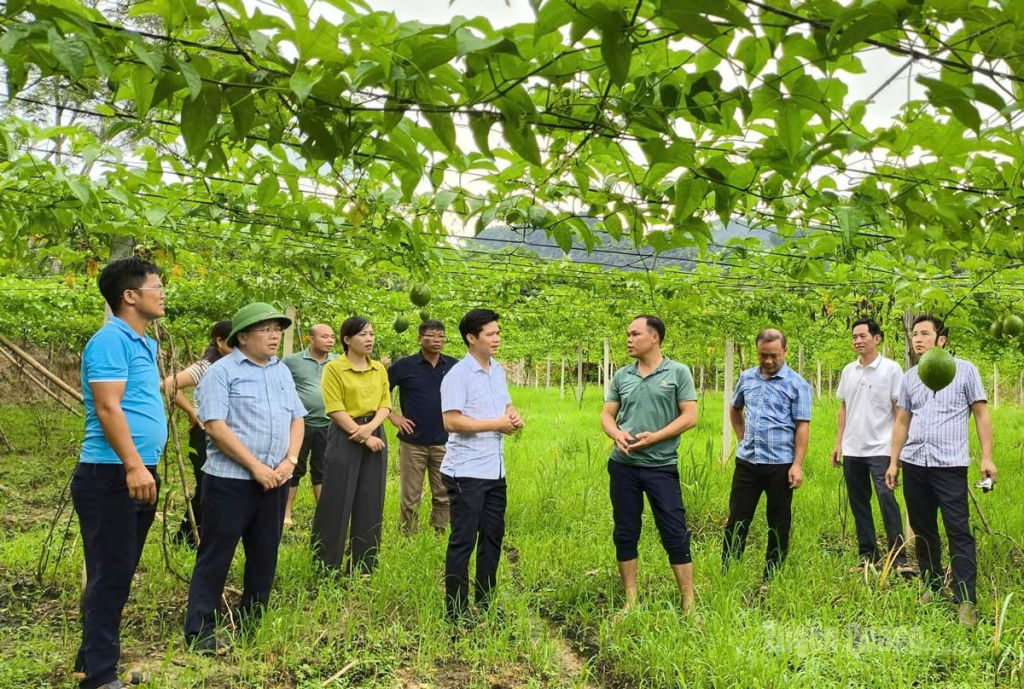 Lãnh đạo xã Trung Hà nắm bắt tình hình sản xuất của người dân.