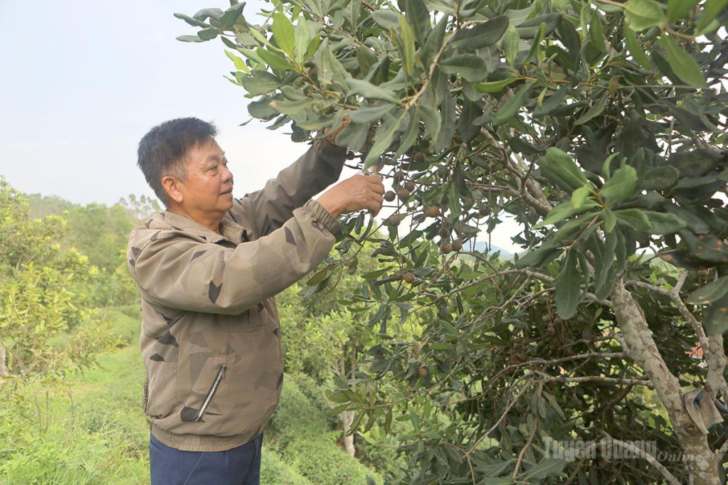 Ông Nguyễn Tiến Dũng chăm sóc cây mắc ca.
