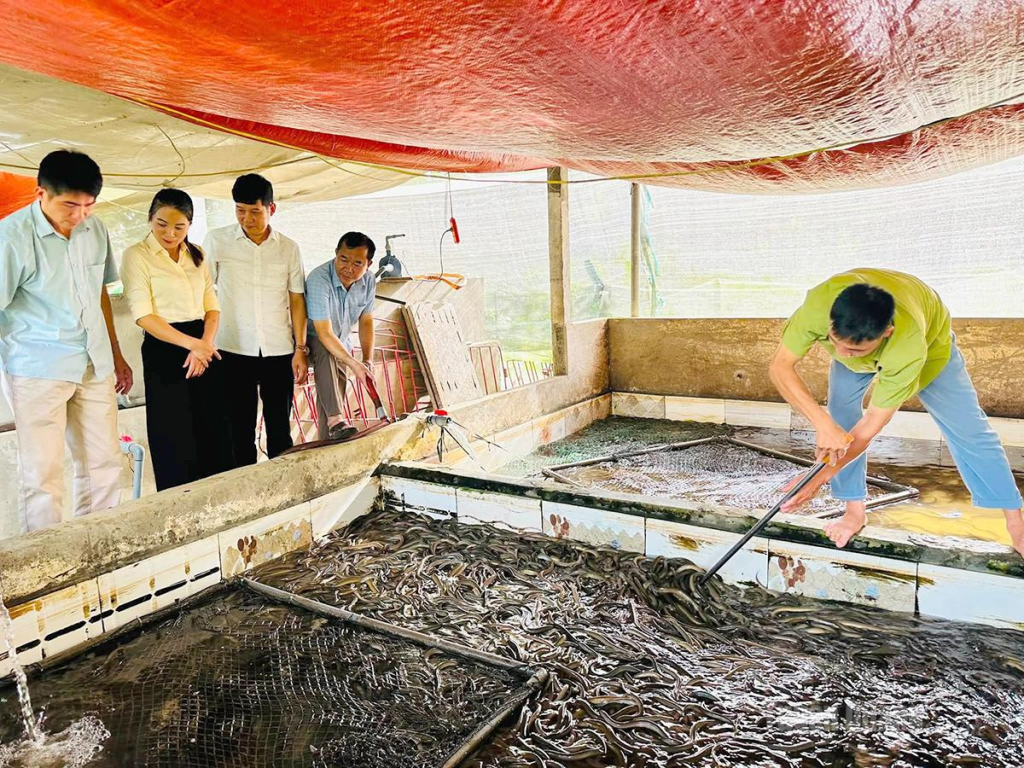 Mô hình nuôi lươn không bùn trong bể xi măng - hướng đi mới mang lại hiệu quả kinh tế cao cho người dân thôn Làng Mỏ 1.