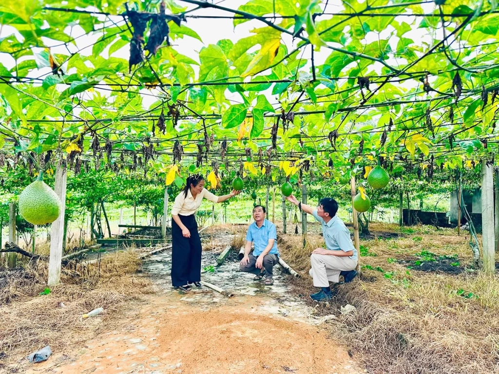 Lãnh đạo xã Hòa An kiểm tra mô hình trồng gấc liên kết  trên địa bàn.