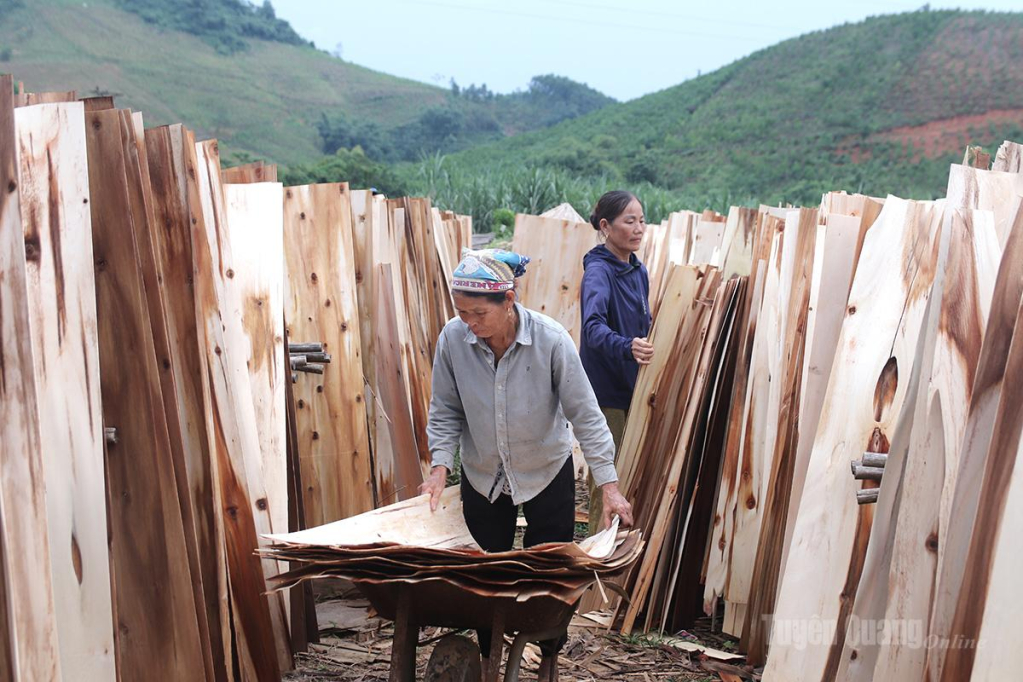 Tận dụng lợi thế vùng nguyên liệu rừng, người dân Làng Chạp phát triển sản xuất ván bóc, nâng cao giá trị kinh tế từ lâm nghiệp. 
