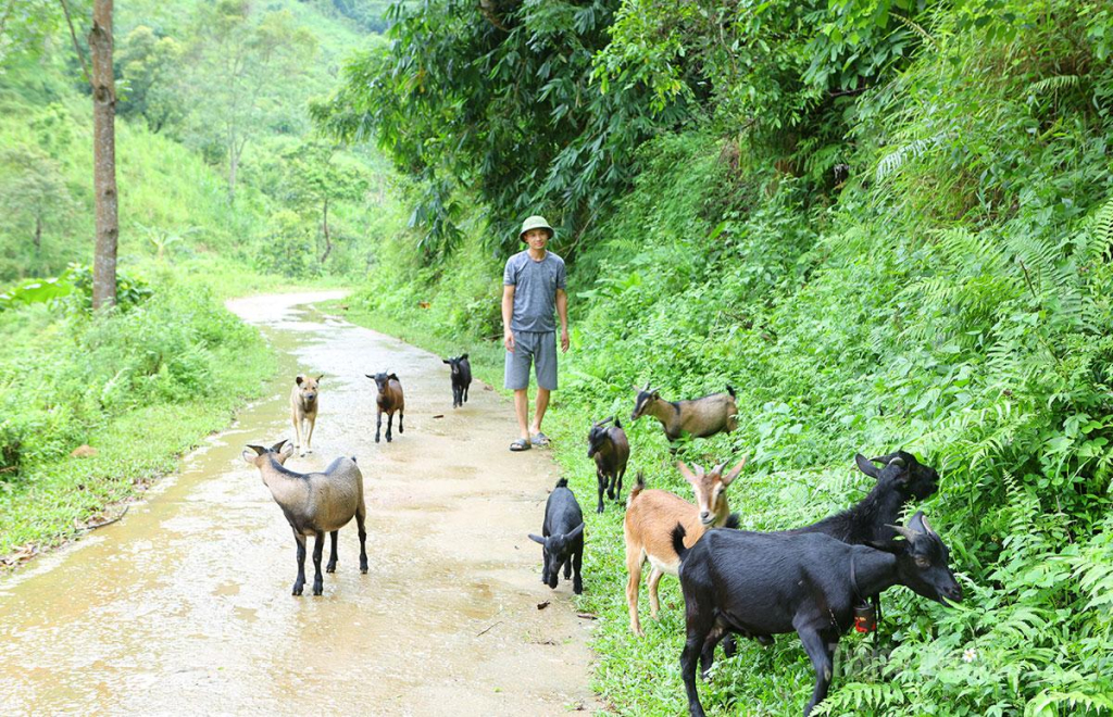 Nuôi dê là hướng đi triển vọng giúp nhiều hộ dân xã Thượng Nông nâng cao thu nhập, vươn lên thoát nghèo.