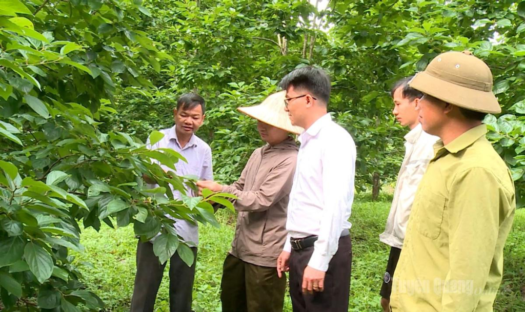 Anh Mạc Văn Long chia sẻ kinh nghiệm với các hộ trồng cây hồng không hạt tại thôn Bản Va.