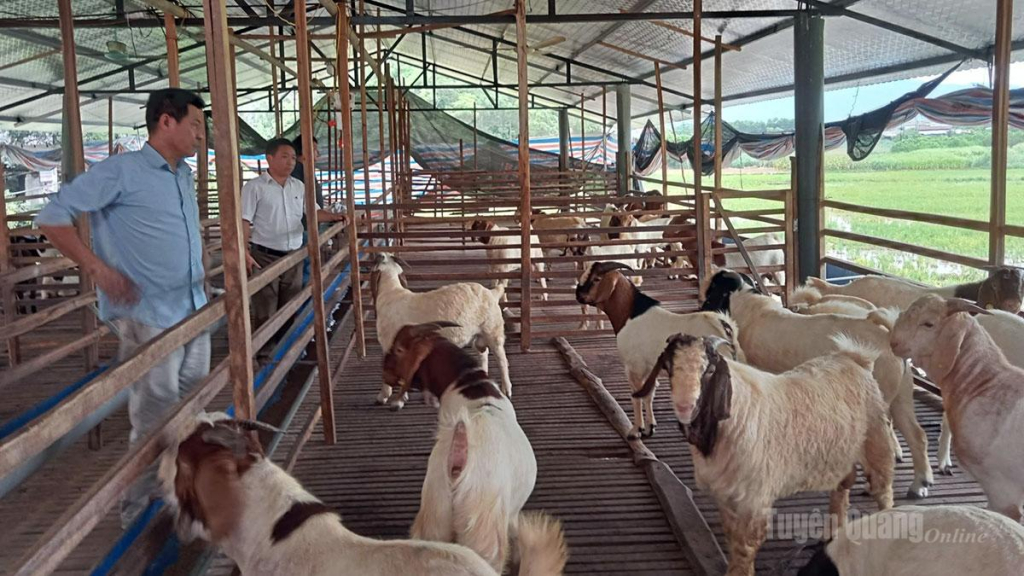 Thành viên Tổ hội nghề nghiệp chăn nuôi dê thương phẩm tại thôn Kho Chín, xã Hồng Sơn tham quan mô hình nuôi dê của hội viên.