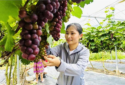 Chị Nguyễn Thị Hồng Hạnh,  thôn Cường Thịnh, xã Thanh Thủy.