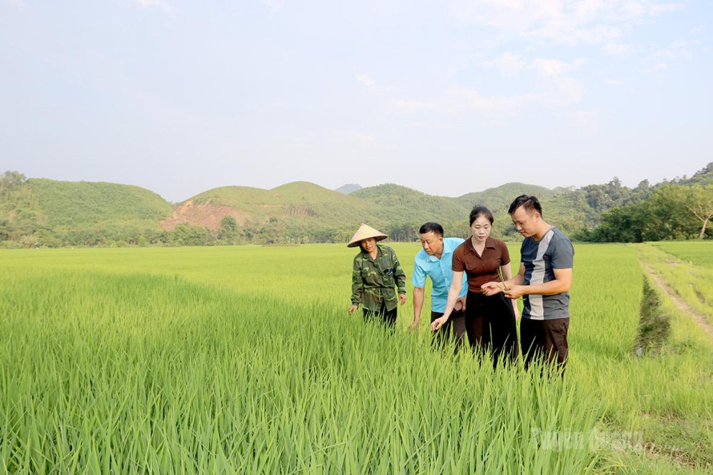 Vùng trồng giống lúa tẻ nương Hà Giang của hợp tác xã tại thôn Tân An,  xã Quang Bình. 