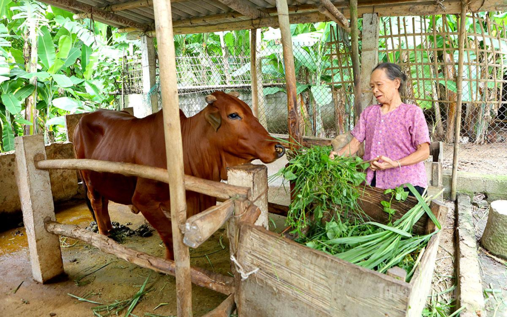 Bò giống được trao tặng tạo thêm điểm tựa giúp gia đình bà Đàm Thị Sâm vươn lên thoát nghèo bền vững.
