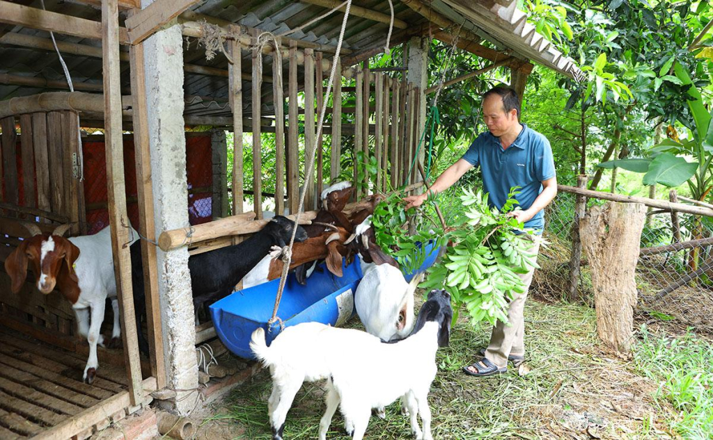 Anh Hà Vũ Ngoan chăm sóc đàn dê của gia đình.