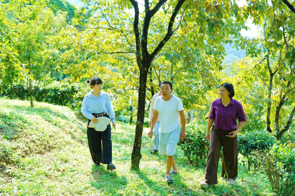 Vườn hồng mọng xanh tốt dưới chân núi Độc.