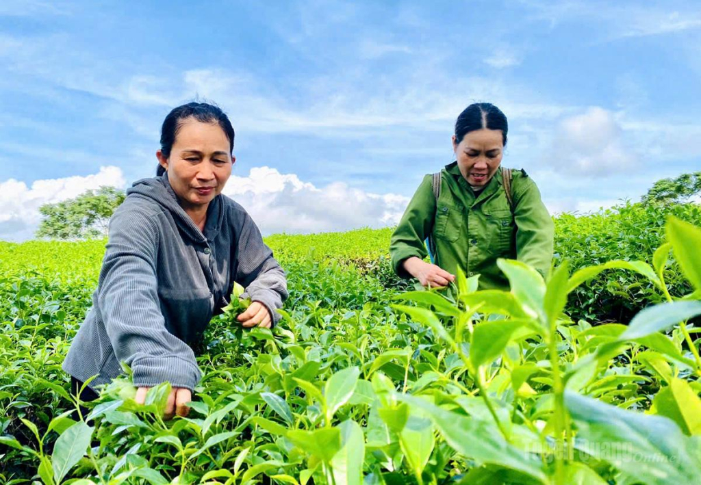 Niềm vui được mùa, được giá từ cây chè.