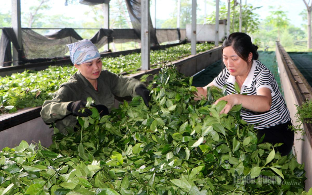 Công nhân phân loại chè tại cơ sở chế biến chè đen của gia đình anh Nguyễn Văn Chính.