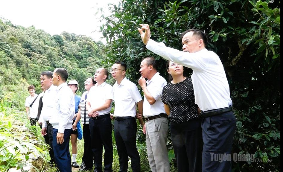 Đoàn đại biểu huyện Malypho, tỉnh Vân Nam (Trung Quốc) khảo sát vùng chè Shan Tuyết cổ thụ tại xã Tùng Vài.