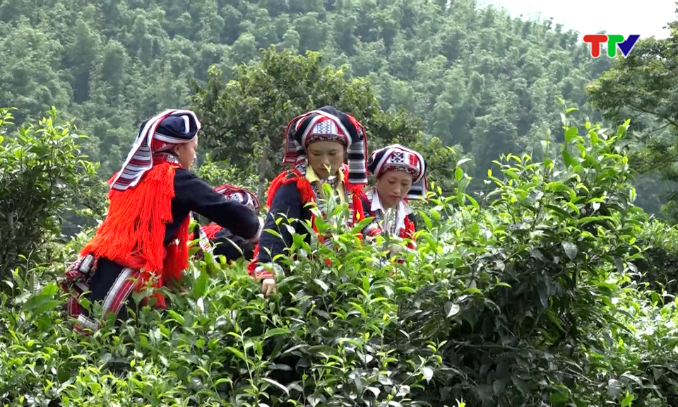 Ch&egrave; Tuy&ecirc;n Quang vươn ra thế giới