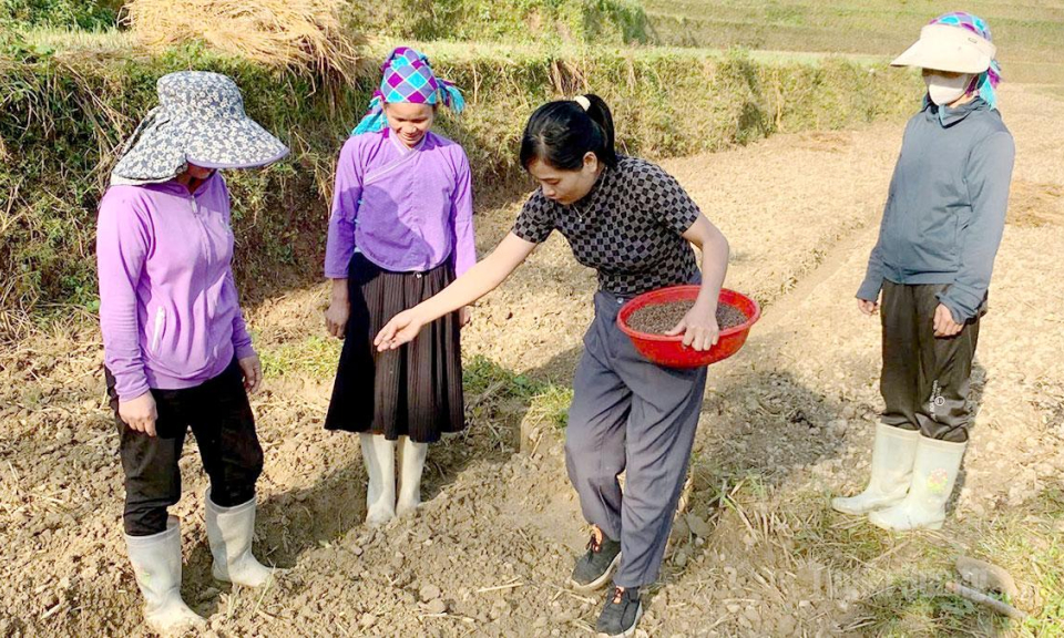 Nấm Dẩn bảo vệ sản xuất trước thi&ecirc;n tai