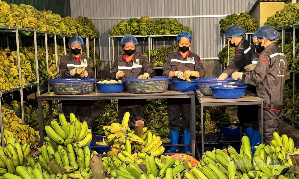Đưa c&acirc;y chuối th&agrave;nh chuỗi gi&aacute; trị