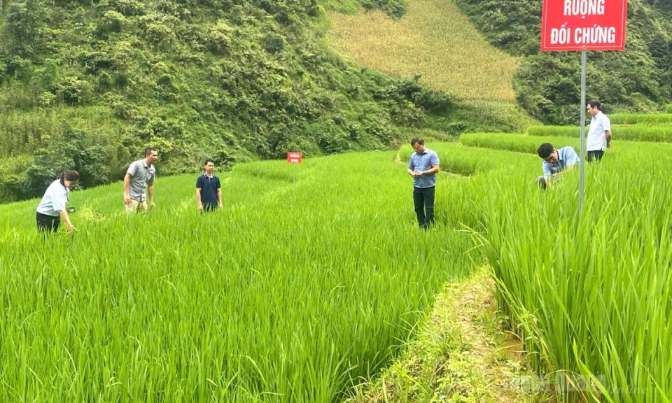 Quản l&yacute; "sức khỏe" c&acirc;y trồng