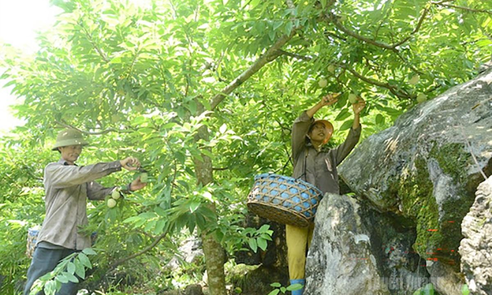 Na đầu vụ được gi&aacute;