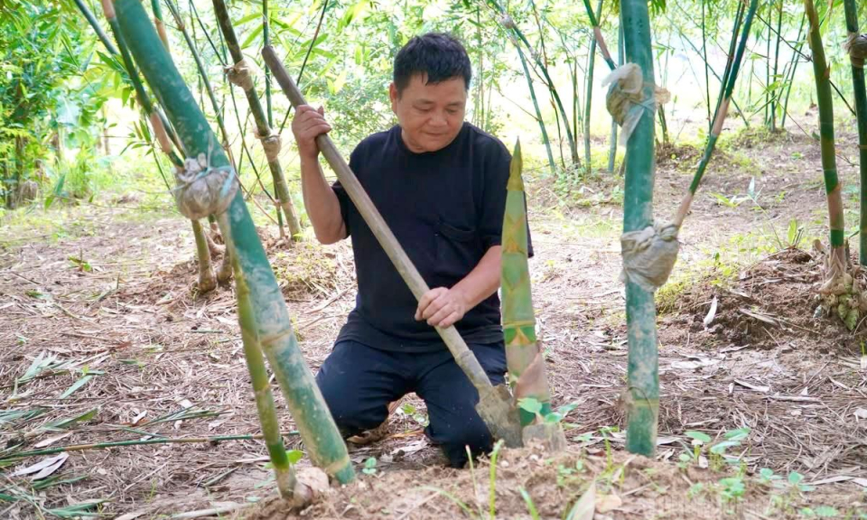 Thu nhập cao từ c&acirc;y măng lục tr&uacute;c