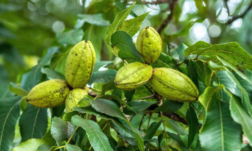 Trung Quốc &aacute;p thuế chống b&aacute;n ph&aacute; gi&aacute; tạm thời đối với hồ đ&agrave;o nhập từ Mỹ, Mexico