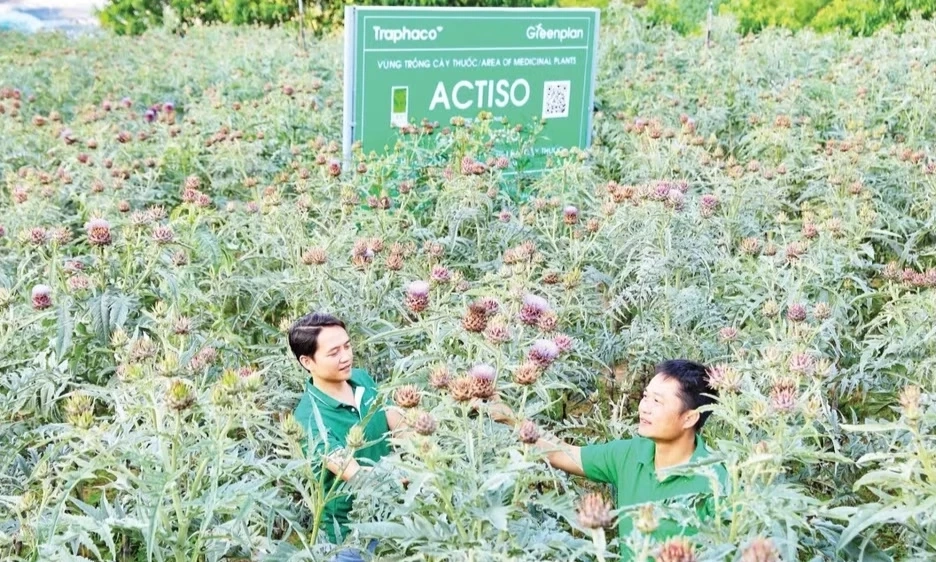&ldquo;Đ&ograve;n bẩy&rdquo;cho c&ocirc;ng nghiệp dược liệu