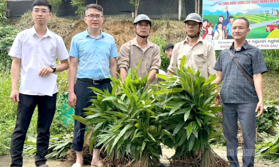 Thượng N&ocirc;ng triển khai m&ocirc; h&igrave;nh trồng 13 ha sa nh&acirc;n t&iacute;m