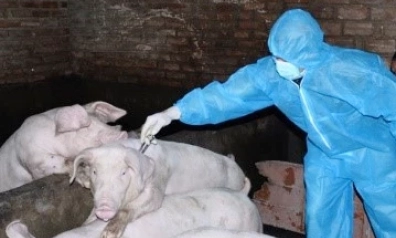 Tuy&ecirc;n Quang y&ecirc;u cầu ti&ecirc;m ph&ograve;ng vắc xin cho đ&agrave;n vật nu&ocirc;i đạt tối thiểu 80% tổng đ&agrave;n