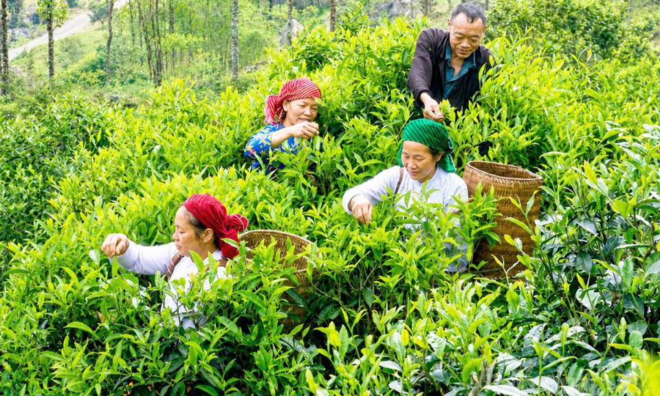 Bảo tồn ch&egrave; cổ Lũng Ph&igrave;n
