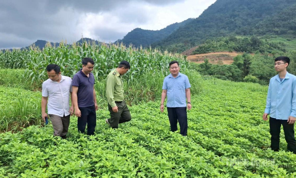 Thượng N&ocirc;ng đ&aacute;nh thức tiềm năng v&ugrave;ng cao