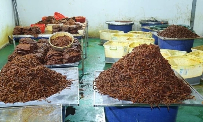 Khởi tố, bắt tạm giam 4 bị can trong đường d&acirc;y thịt kh&ocirc; b&ograve; giả quy m&ocirc; lớn