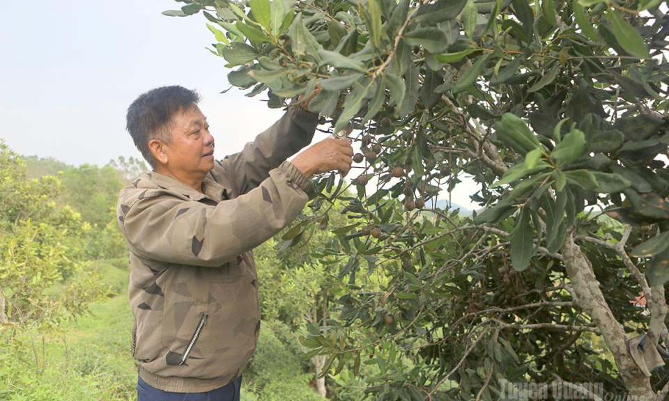 C&acirc;y mắc ca tr&ecirc;n đất Ng&ograve;i