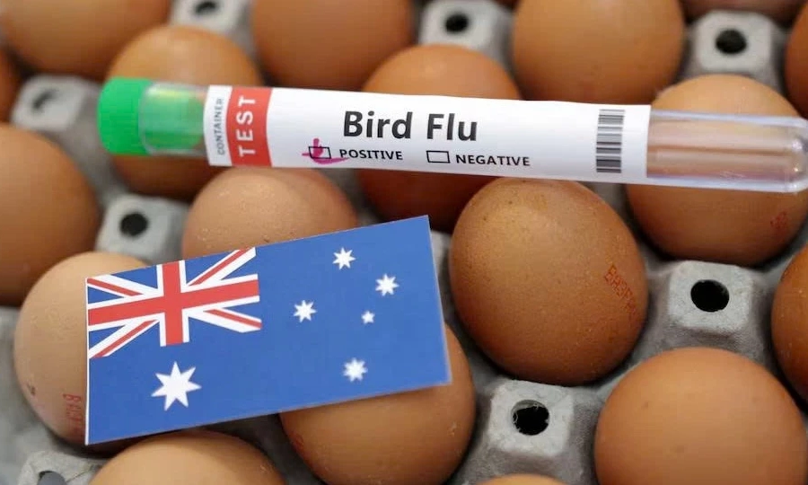 Australia lần đầu ph&aacute;t hiện H5N1 ở động vật c&oacute; v&uacute;