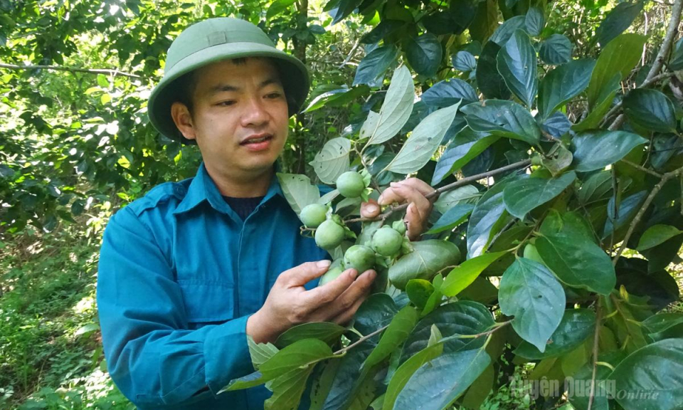Đ&aacute;nh thức tiềm năng c&acirc;y hồng kh&ocirc;ng hạt