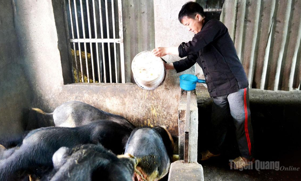 Giữ giống lợn qu&yacute; tr&ecirc;n v&ugrave;ng đ&aacute;