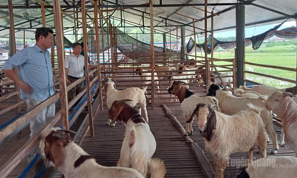 Ph&aacute;t huy vai tr&ograve; tổ hội nghề nghiệp n&ocirc;ng d&acirc;n
