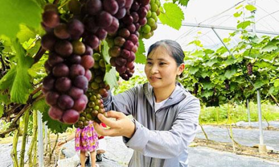 B&eacute;n duy&ecirc;n với nho Hạ đen
