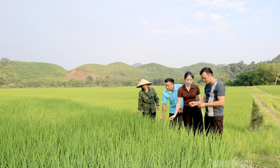N&acirc;ng gi&aacute; trị hạt l&uacute;a