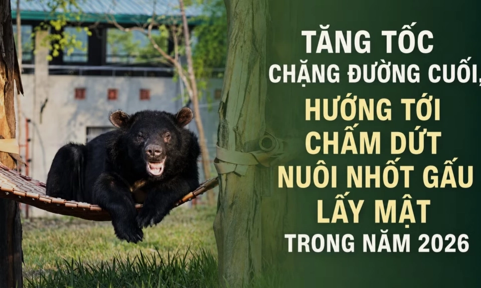 Tăng tốc chặng đường cuối, hướng tới chấm dứt nu&ocirc;i nhốt gấu lấy mật trong năm 2026