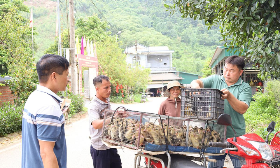 Trao con giống, mở hướng tho&aacute;t ngh&egrave;o